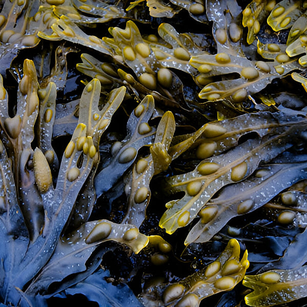 Sea Vegetal Extract